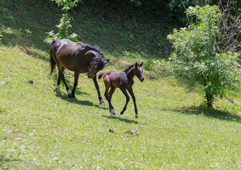 Kroatien - Pferde auf der Ranch 04