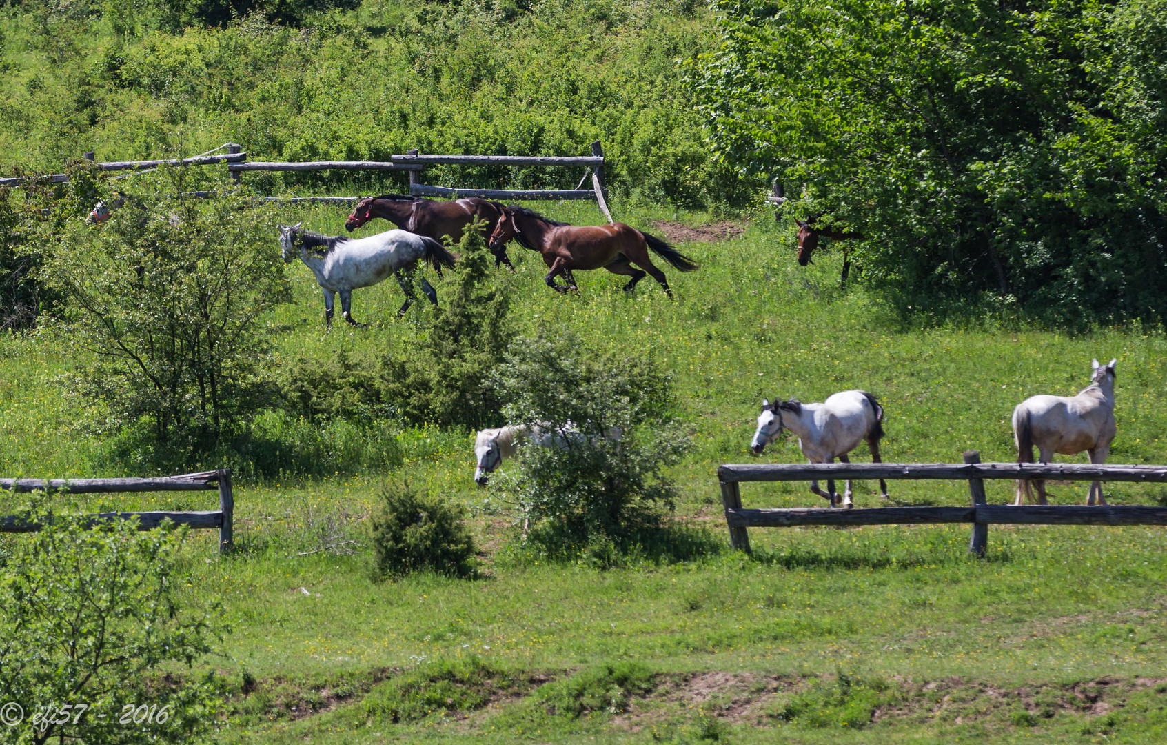 Kroatien - Pferde auf der Ranch 07