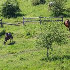 Kroatien - Pferde auf der Ranch 08