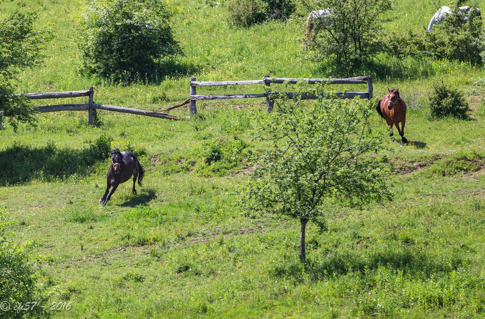 Kroatien - Pferde auf der Ranch 08