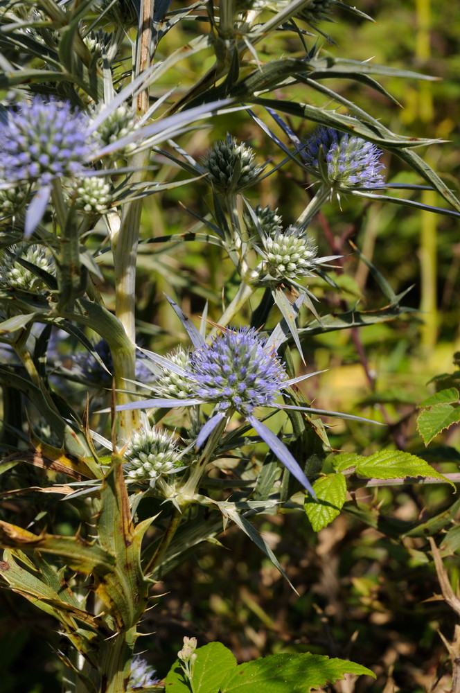 kroatische Distel