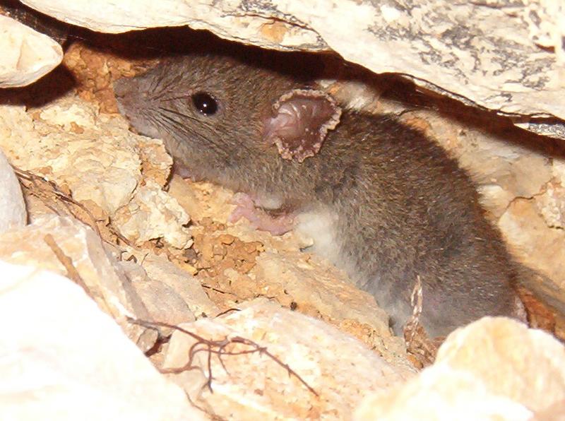 kroatische Maus im Versteck Foto & Bild tiere, haustiere, nagetiere & kaninchen Bilder auf