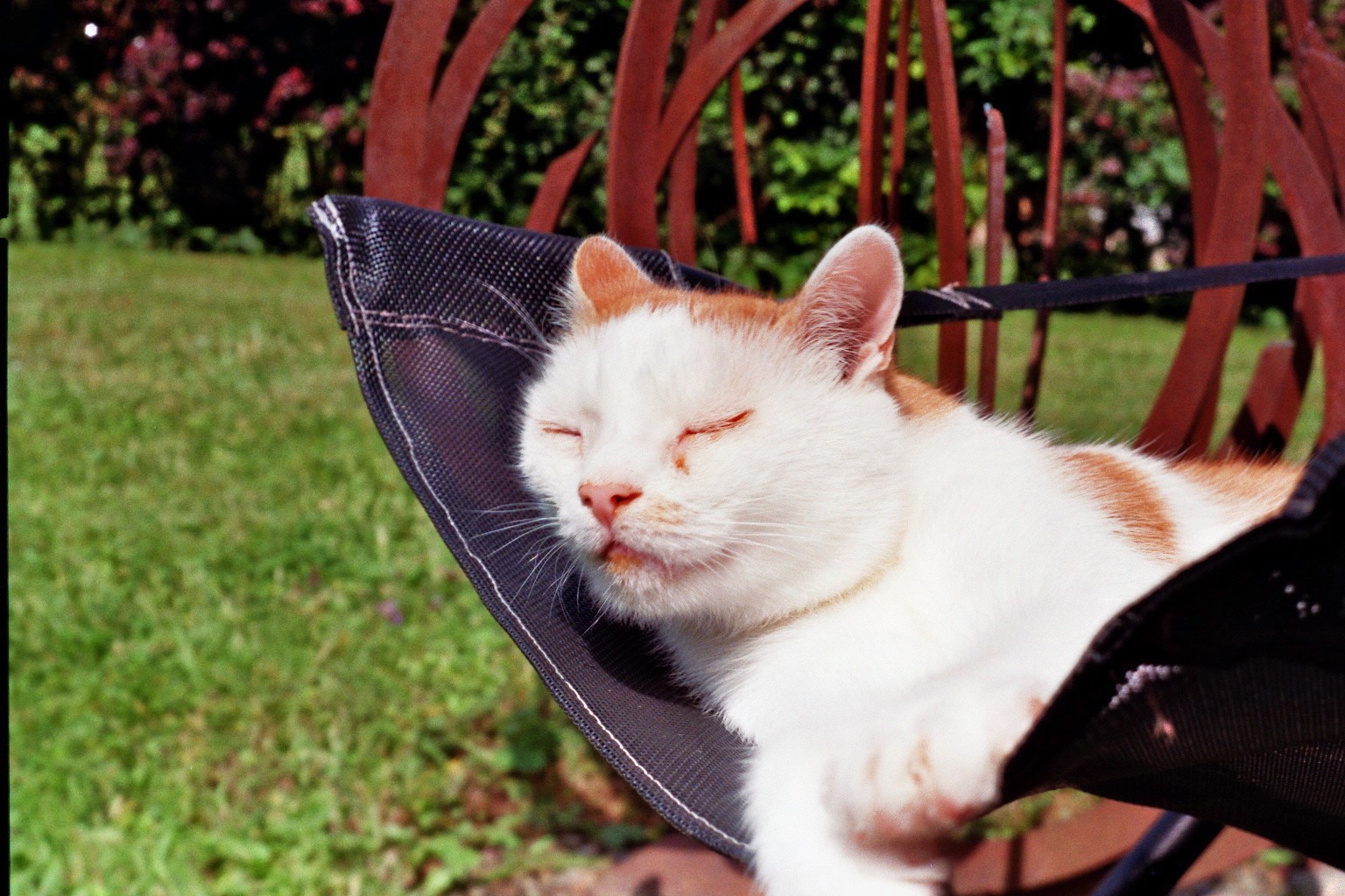 Kroatischer Kater geniesst die Sonne