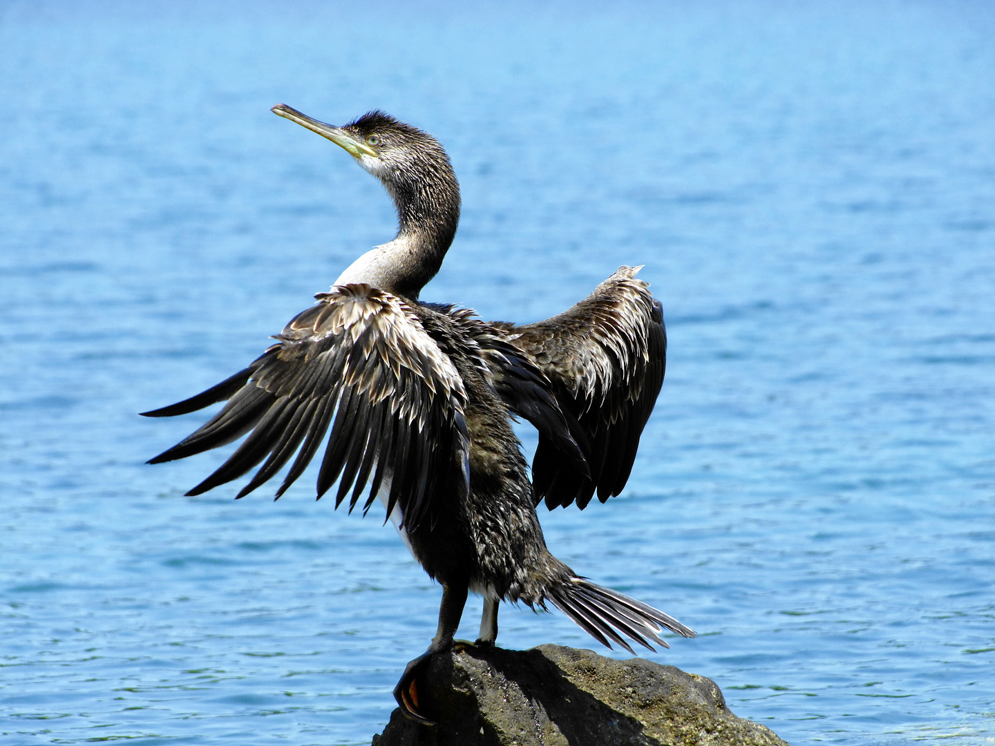 Kroatischer Kormoran