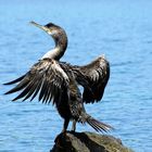 Kroatischer Kormoran