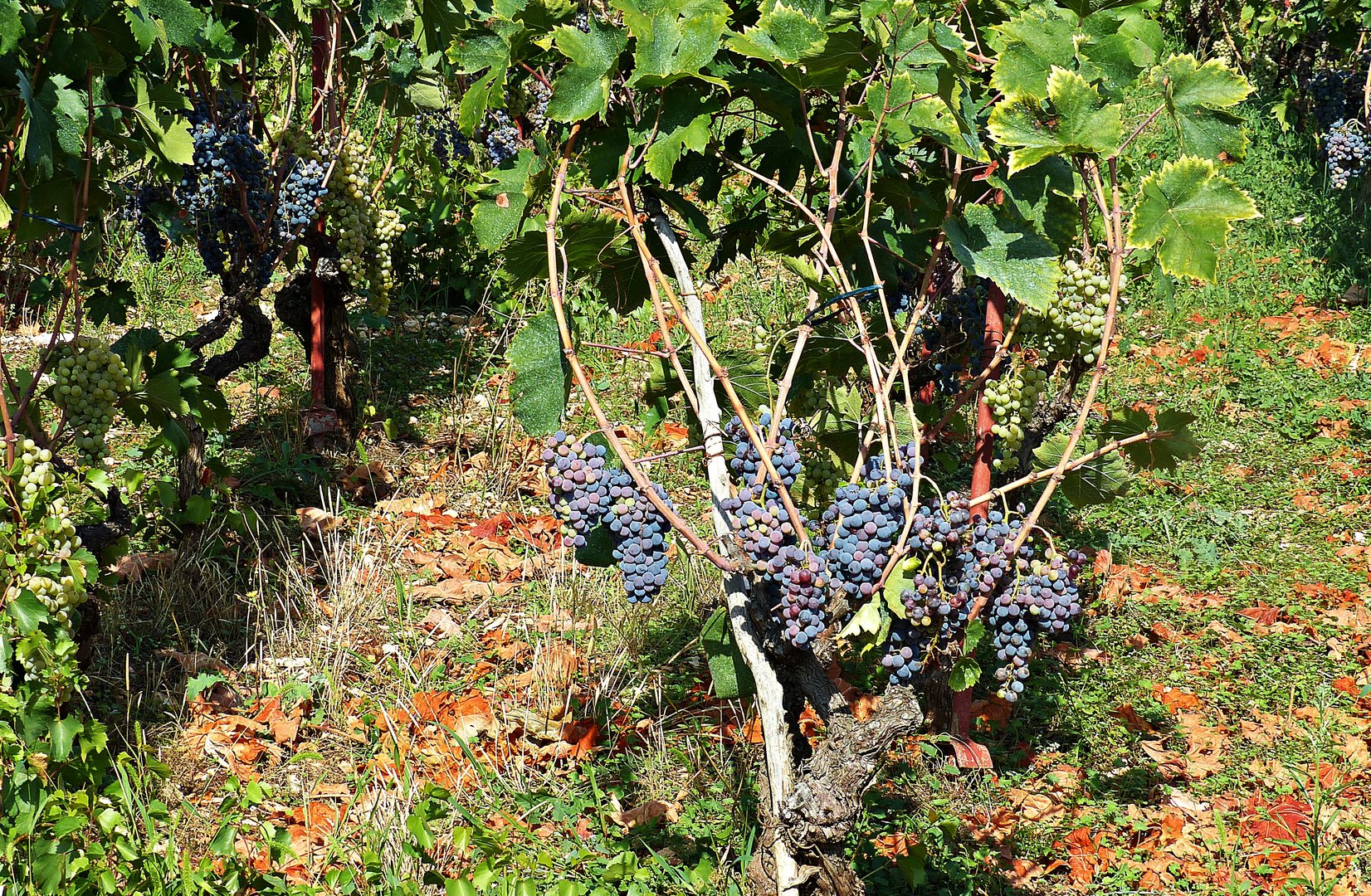 Kroatischer Wein