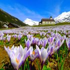 Krockus  in  Golzern , Maderanertal  , Uri