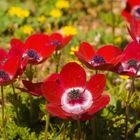 Kroenen-Anemone (Anemone coronaria)