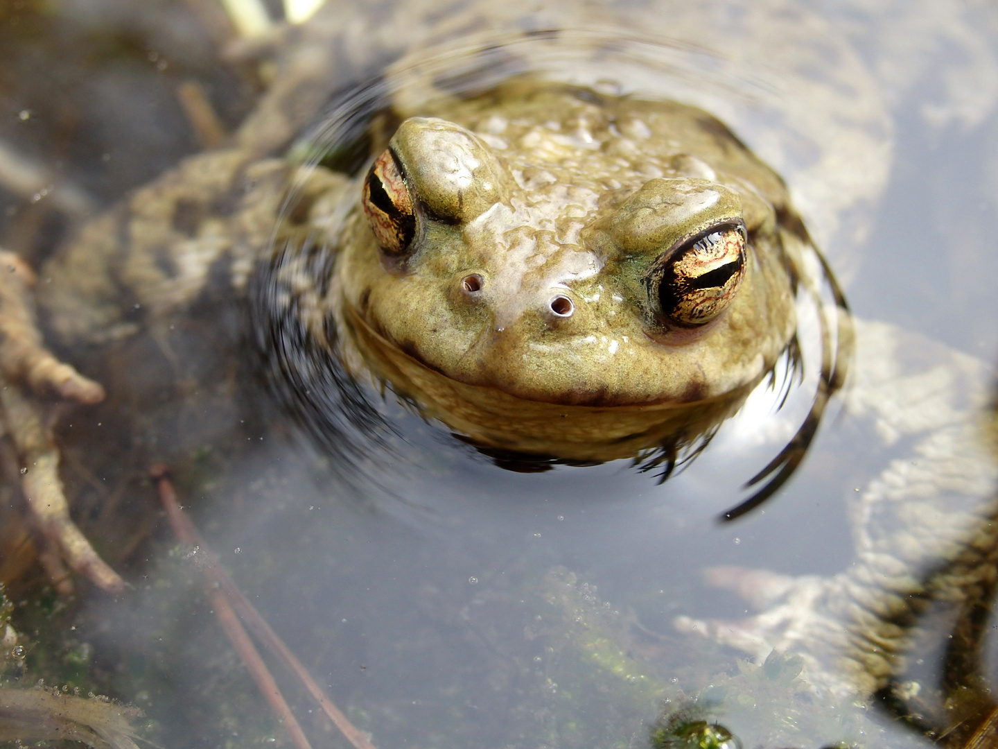 Kröte 1 Foto & Bild tiere, teich, kröte Bilder auf