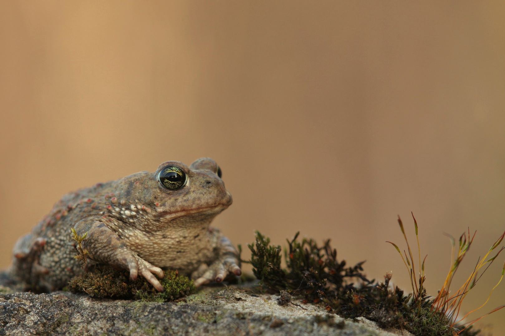 Kröte Foto & Bild natur, tiere Bilder auf