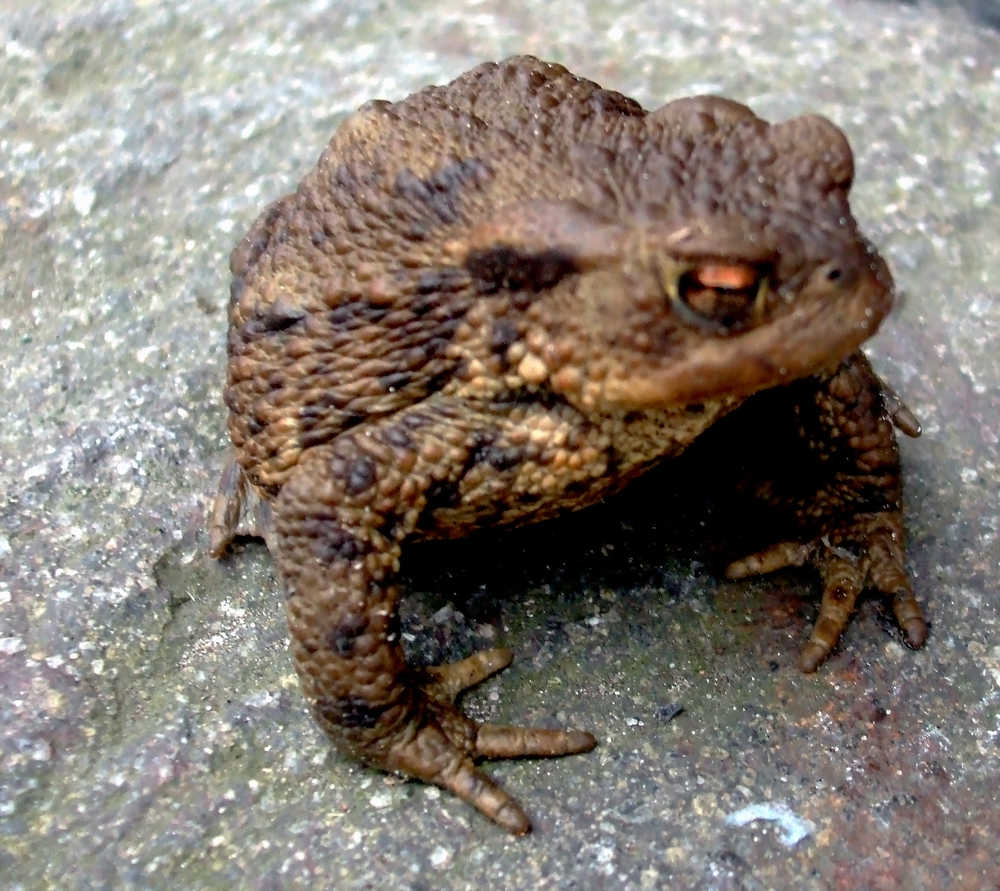 Kröte Foto & Bild tiere, wildlife, amphibien & reptilien Bilder auf