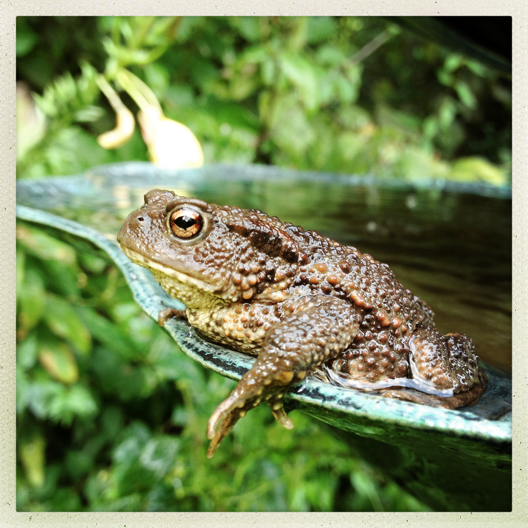 Kröte Foto & Bild tiere, wildlife, amphibien & reptilien Bilder auf