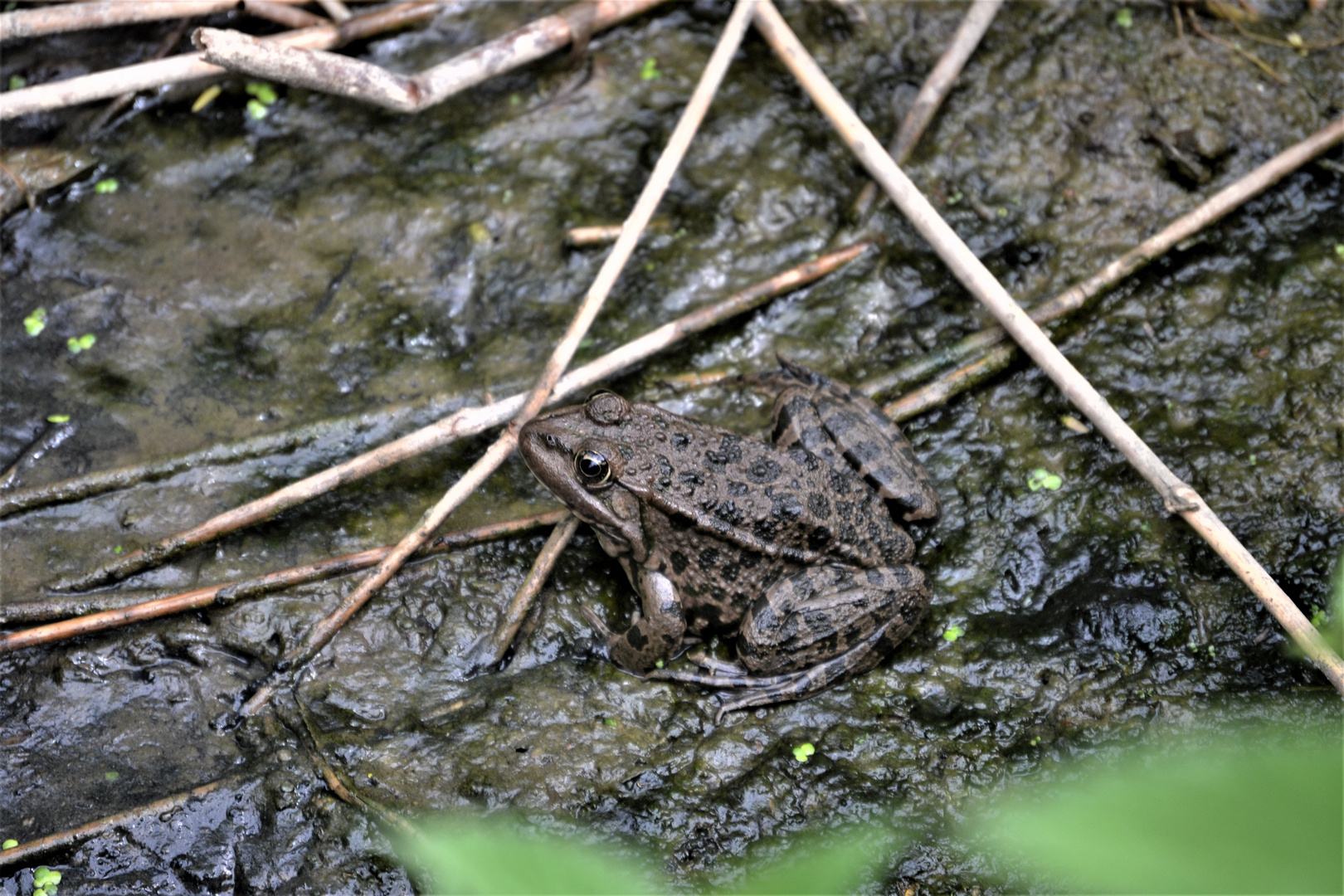 Kröte am Flussrand