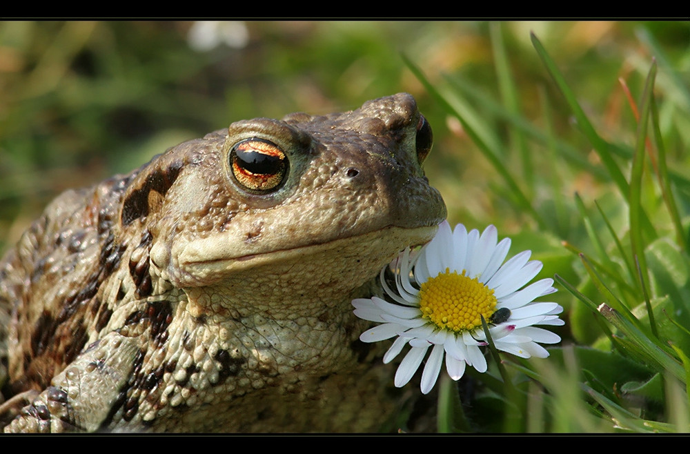 Kröte an Gänseblümchen