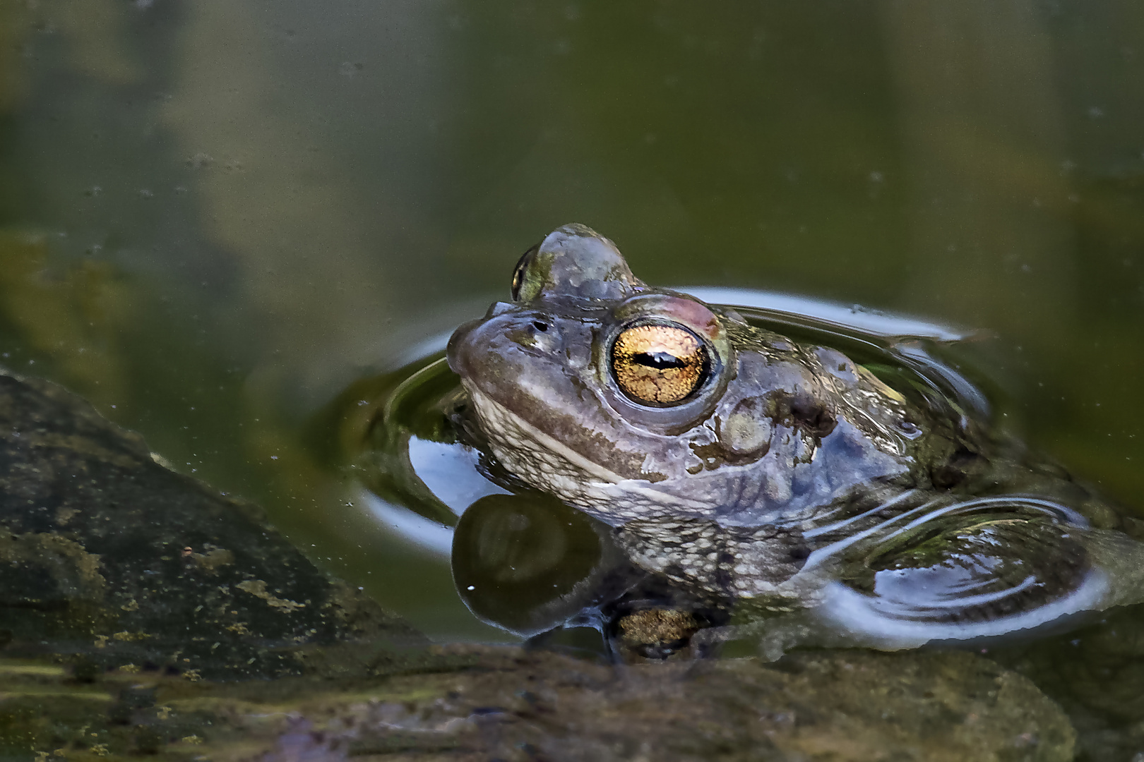 Kröte an unserm Teich 