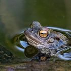 Kröte an unserm Teich 