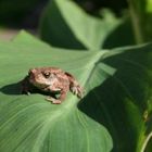 Kröte auf Blatt