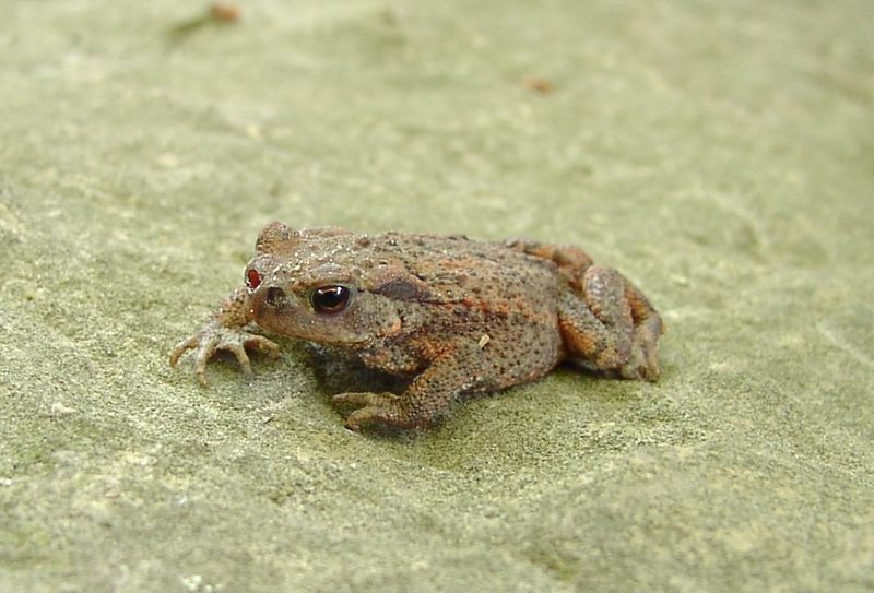 Kroete auf Stein