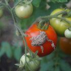 Kröte auf Tomate