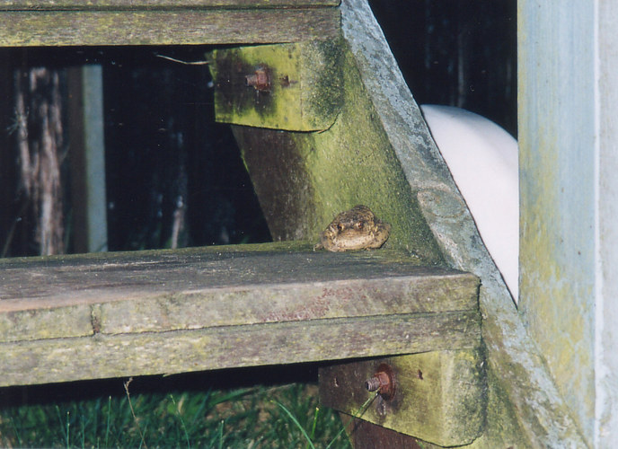 Kröte auf Treppe