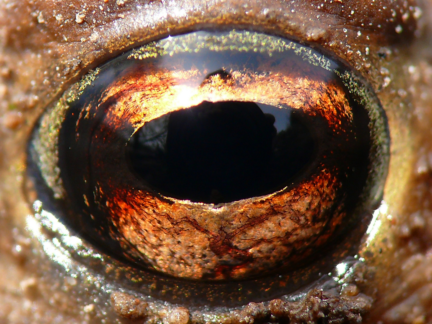 Kröte Auge - Harz