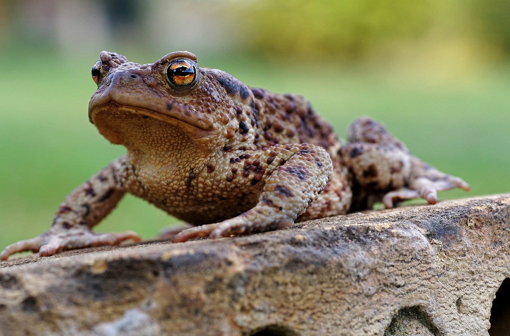 Kroete beim Sonnen