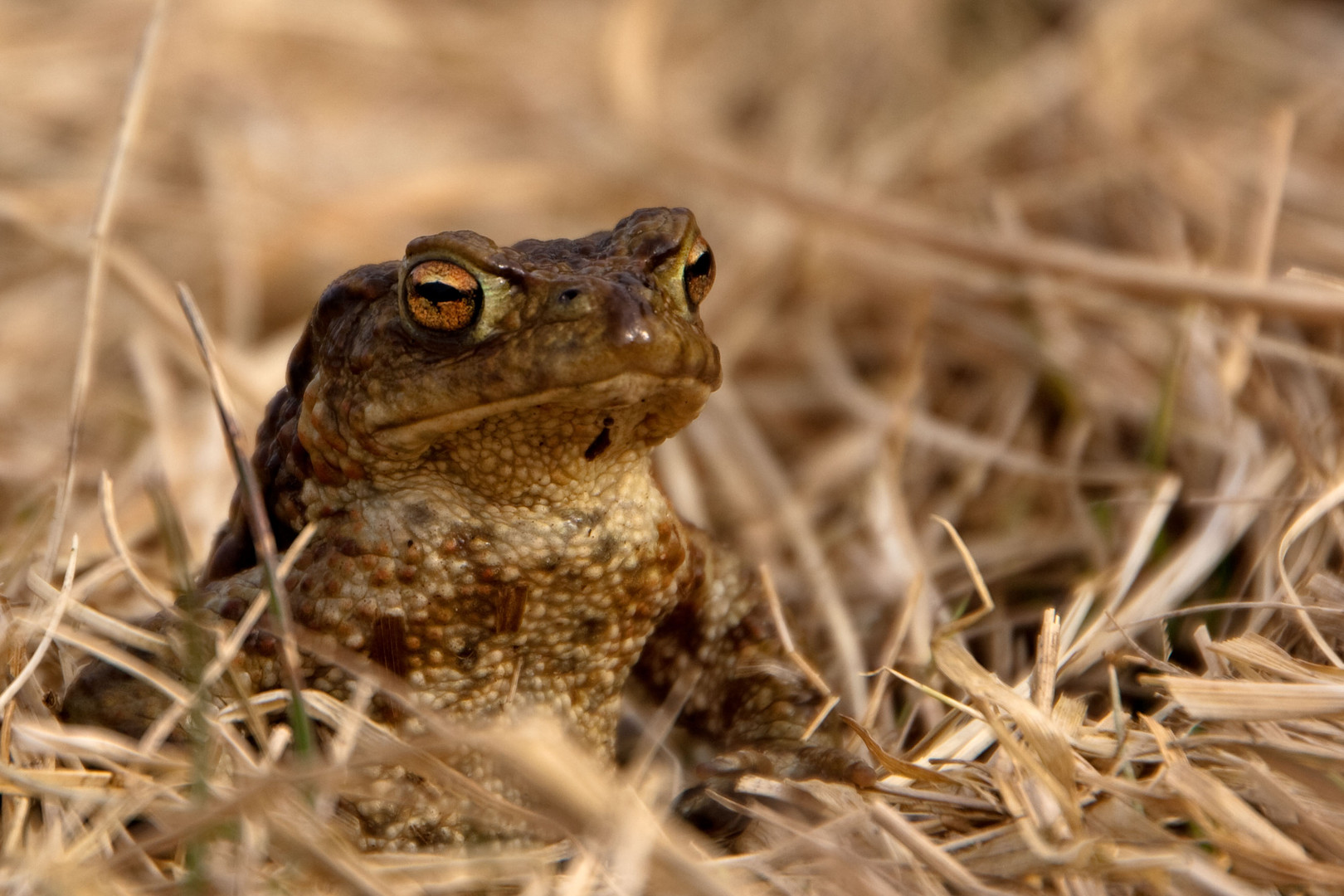 Kroete beim Sonnenbad