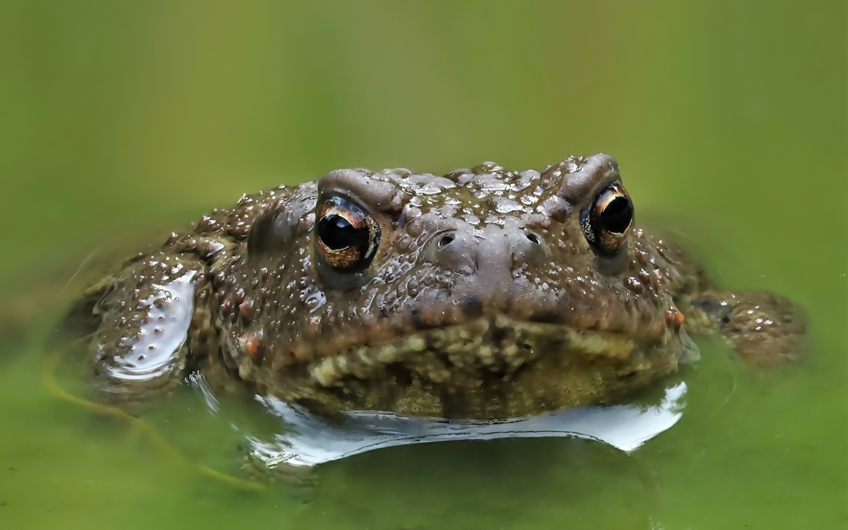 Kröte  Bufo bufo