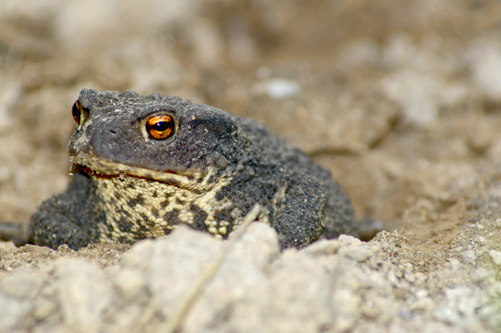 Kröte Bild & Foto von Sébastien Fritz aus fcAWARD NATUR Fotografie