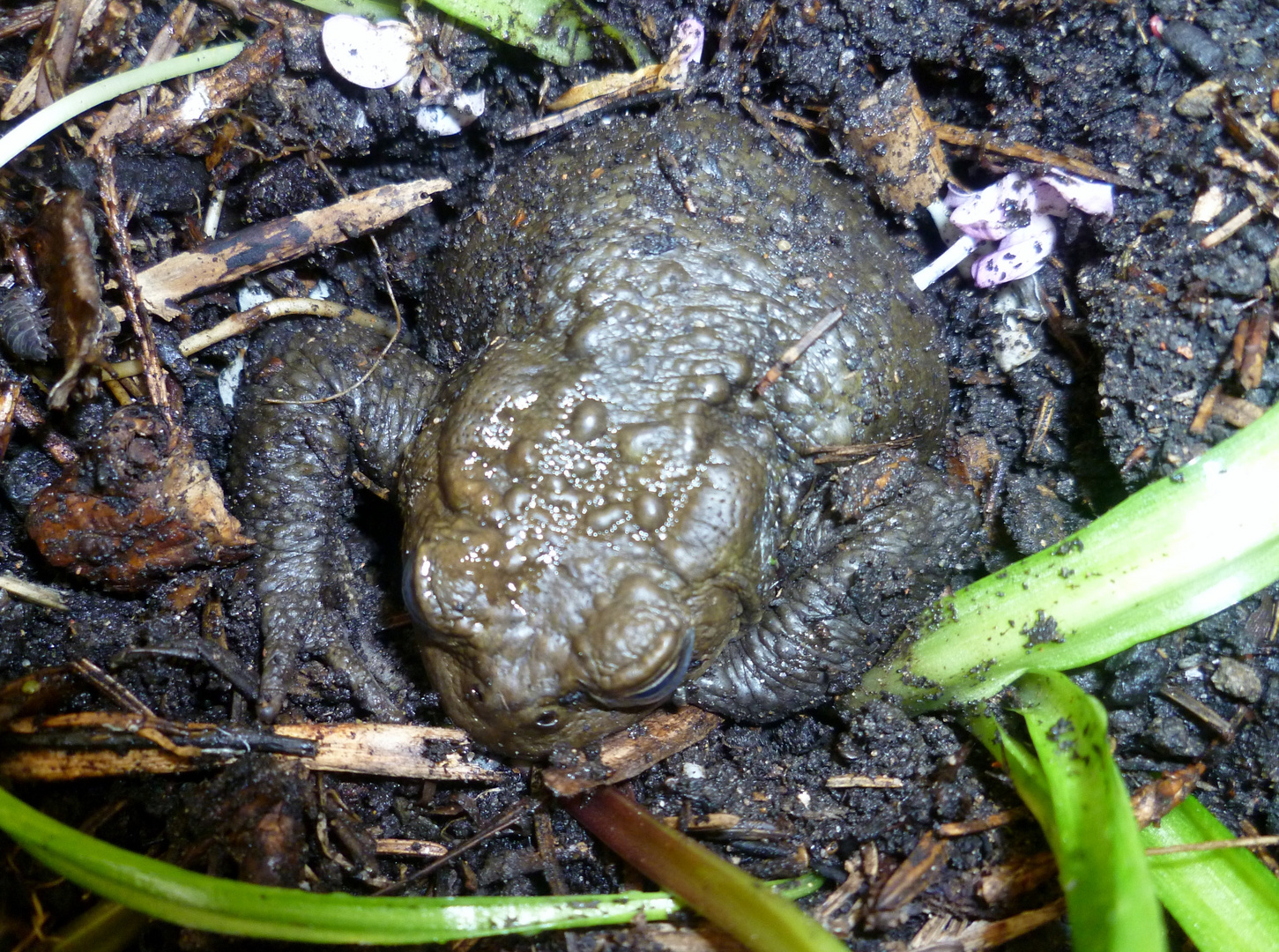 Kröte im Blumenbeet