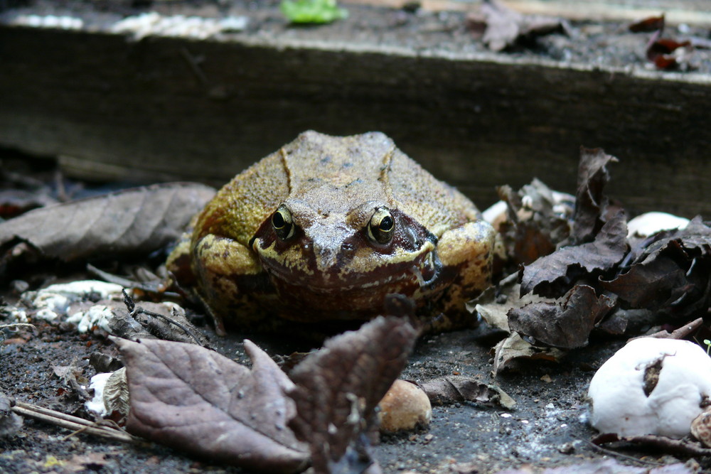 Kröte im faulendem Laub