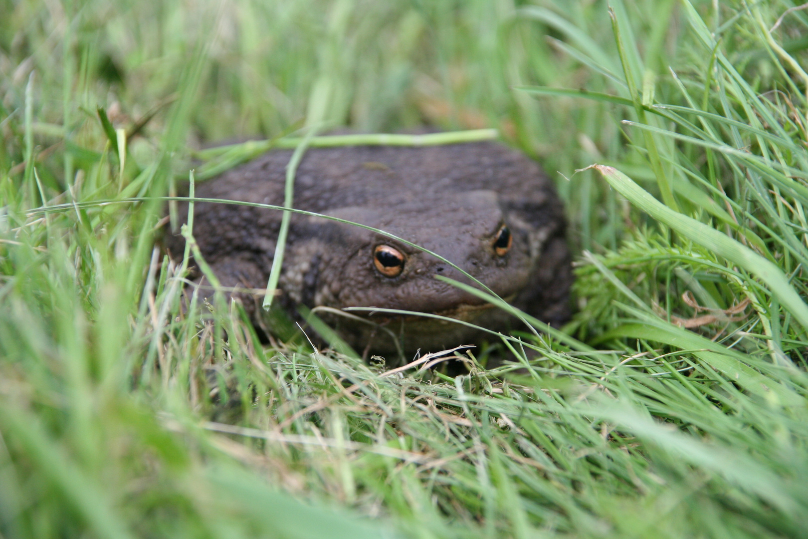 Kröte im Garten