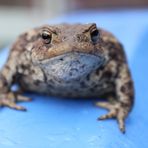 Kröte im Garten erwischt