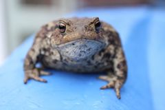 Kröte im Garten erwischt