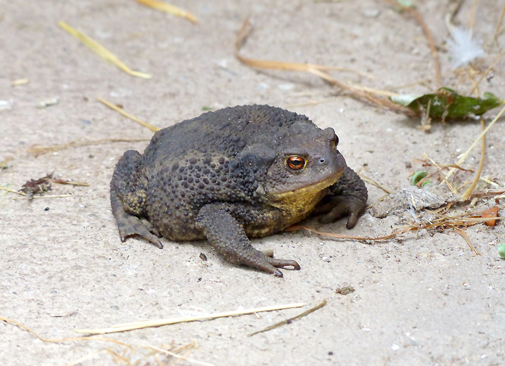 Kröte im Gartenhaus