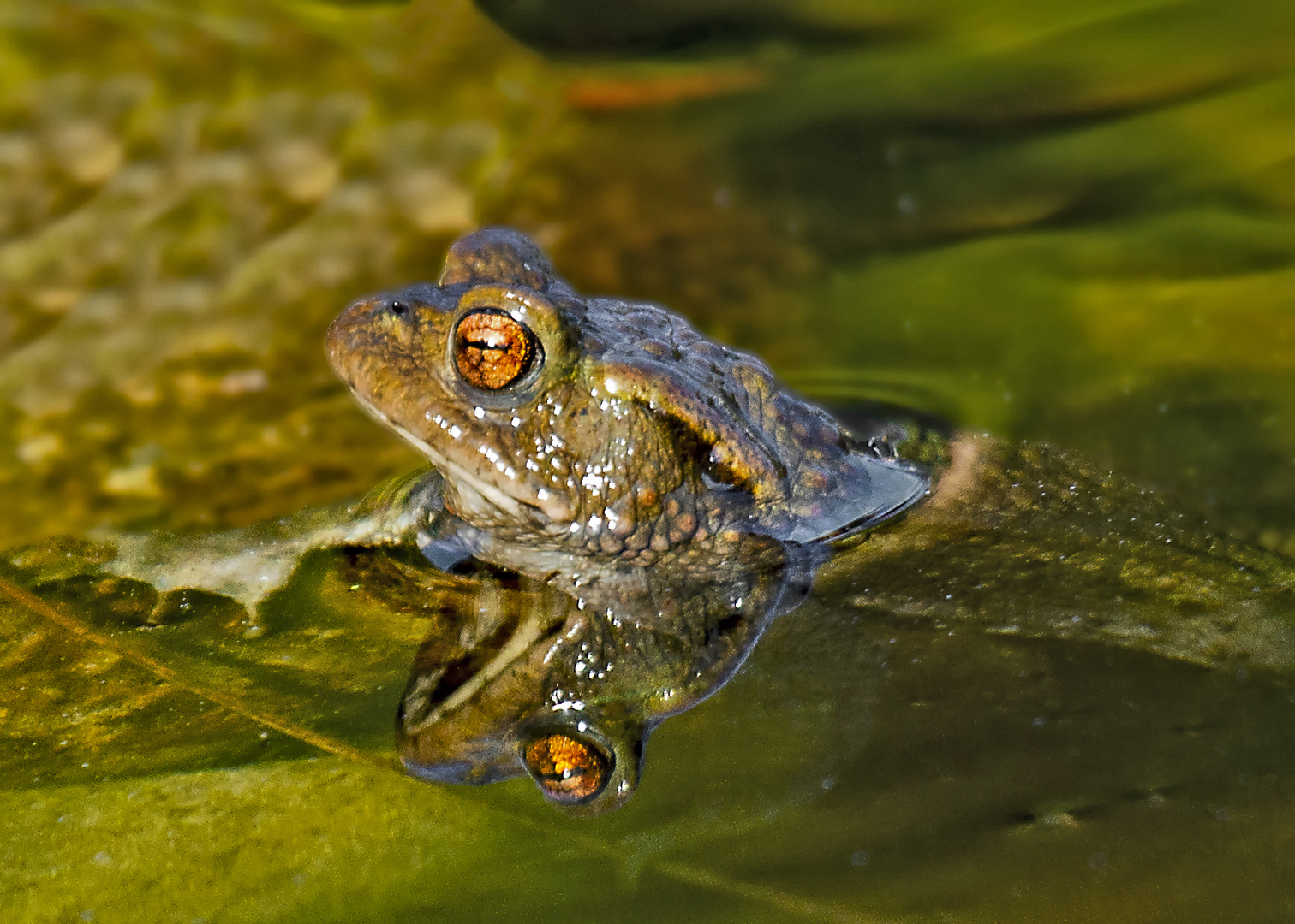 Kröte im Gartenteich Foto & Bild projekte, 2 dienstag ist