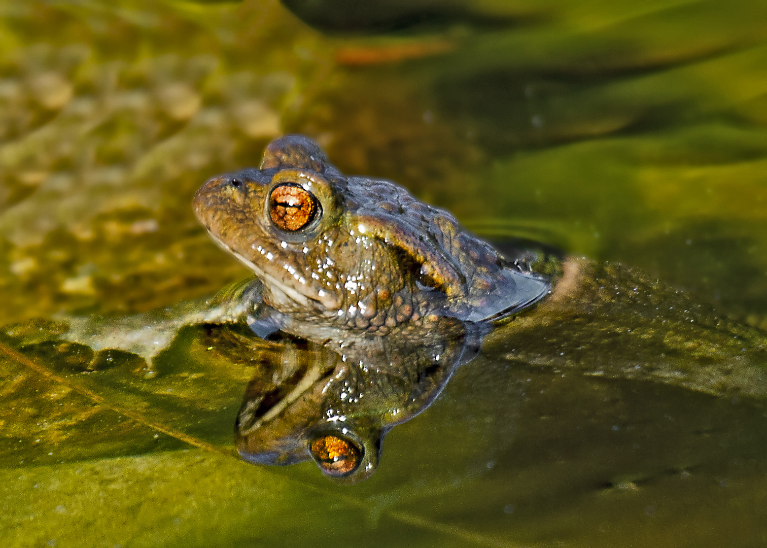 Kröte im Gartenteich 