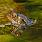 Kröte im Gartenteich 