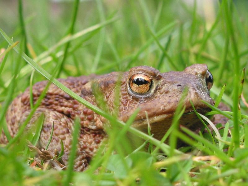 Kröte im Gras