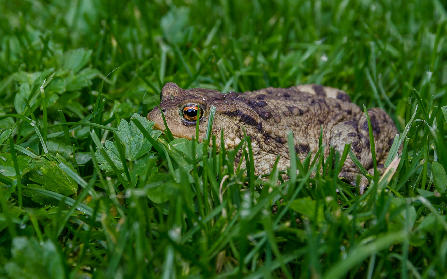 Kröte im Gras