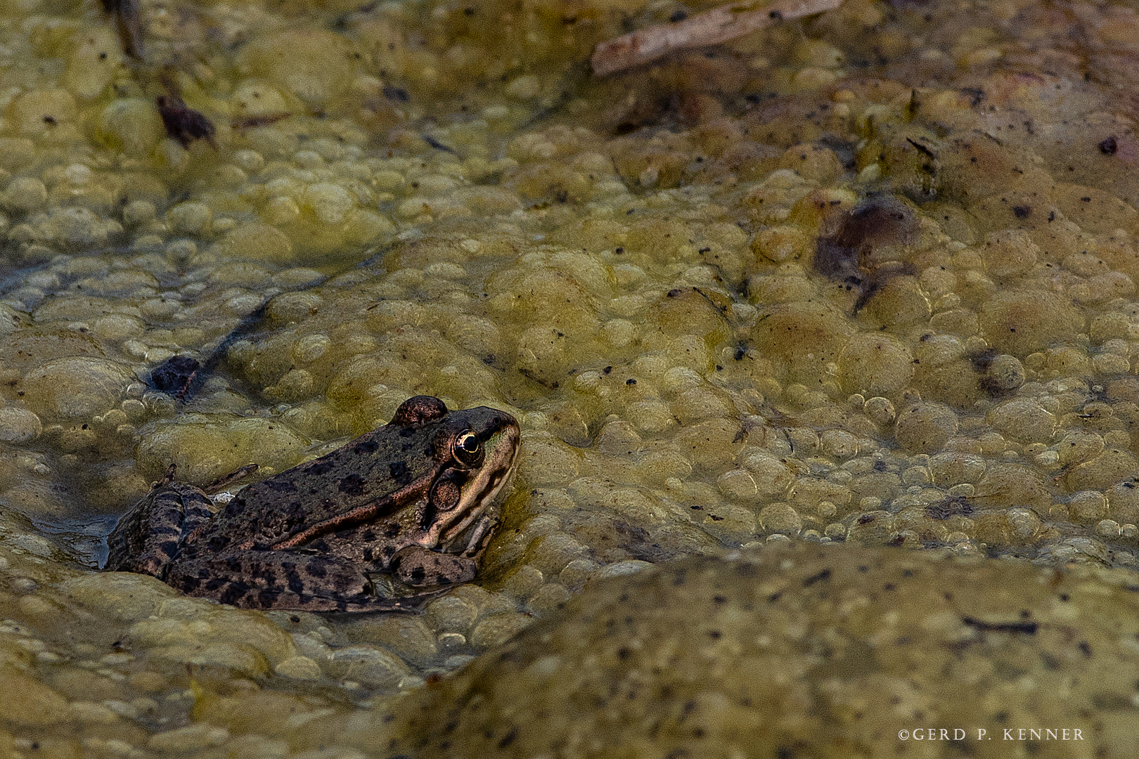 Kröte im Laich Foto &amp; Bild | tiere, wildlife, amphibien &amp; reptilien ...