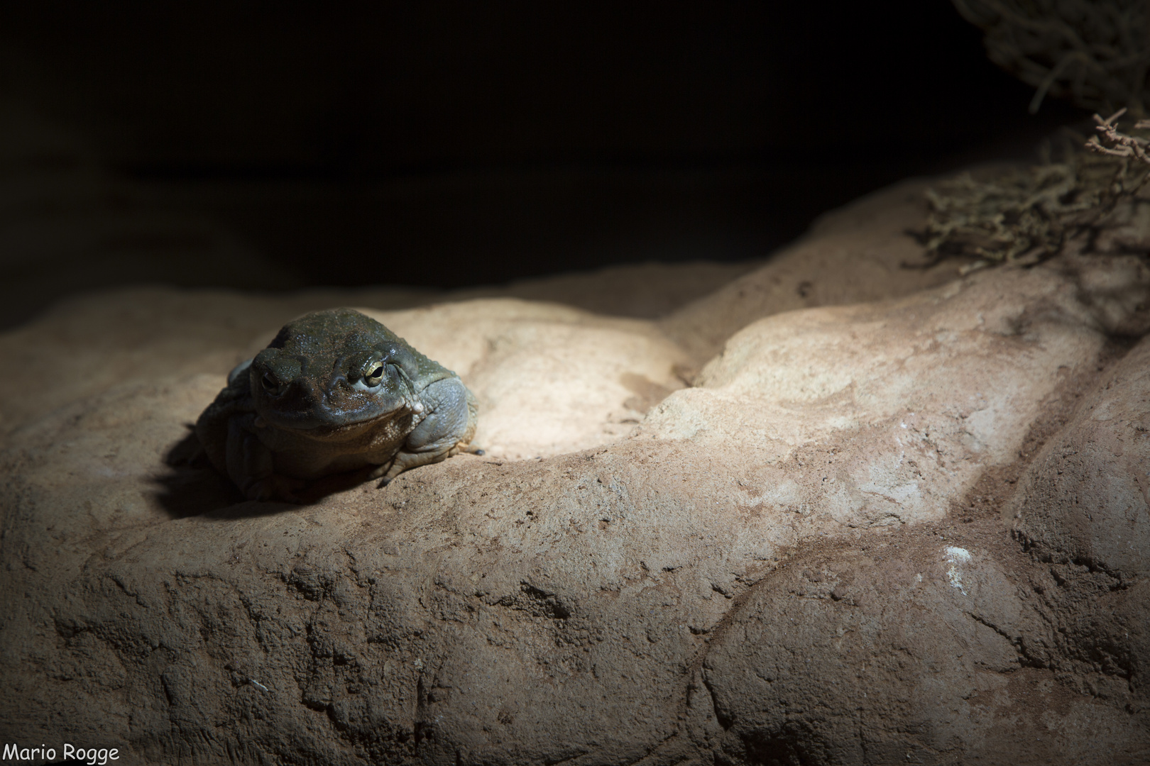 Kröte im Licht