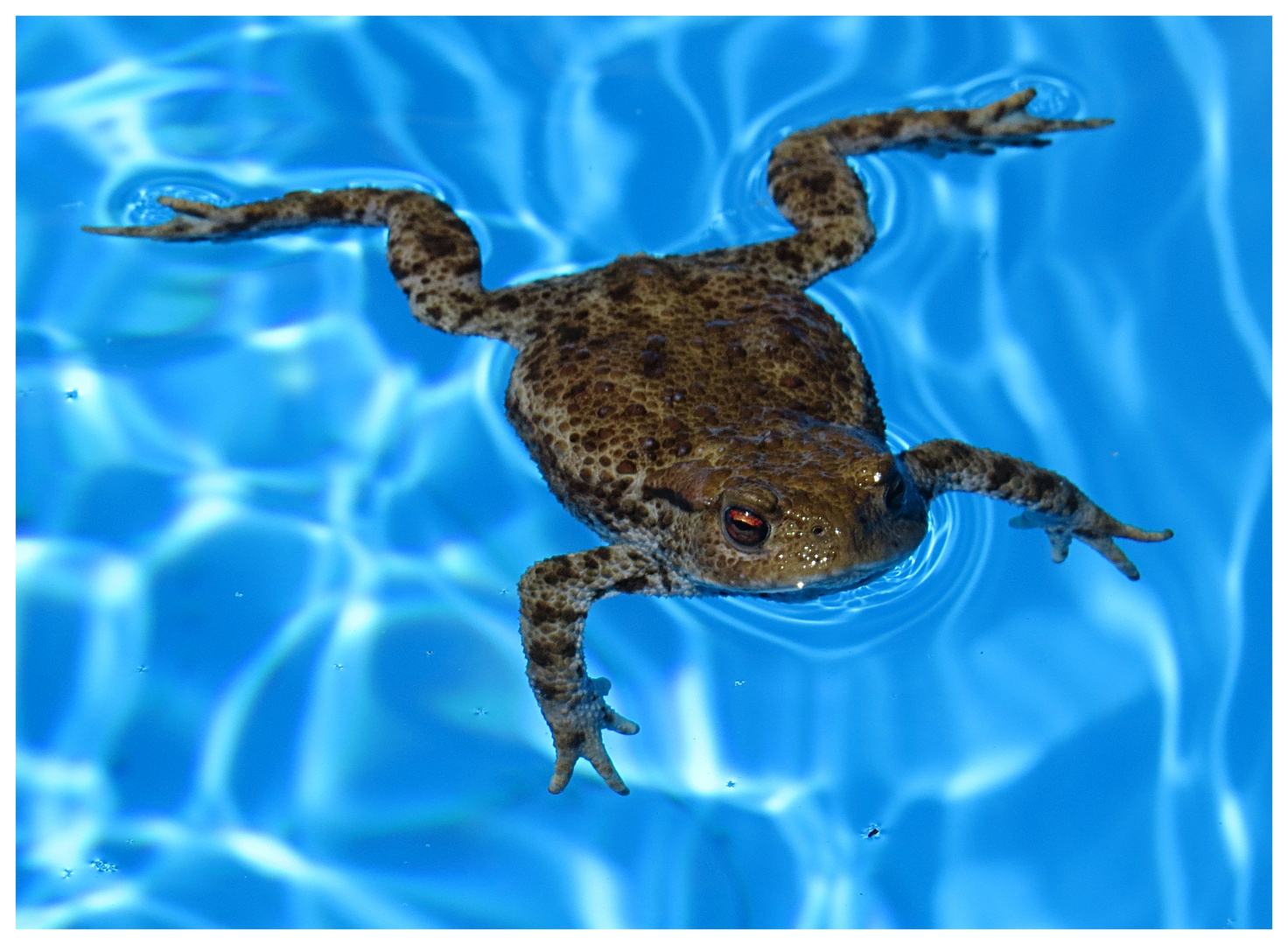 Kröte im Pool Foto & Bild tiere, wildlife, amphibien & reptilien