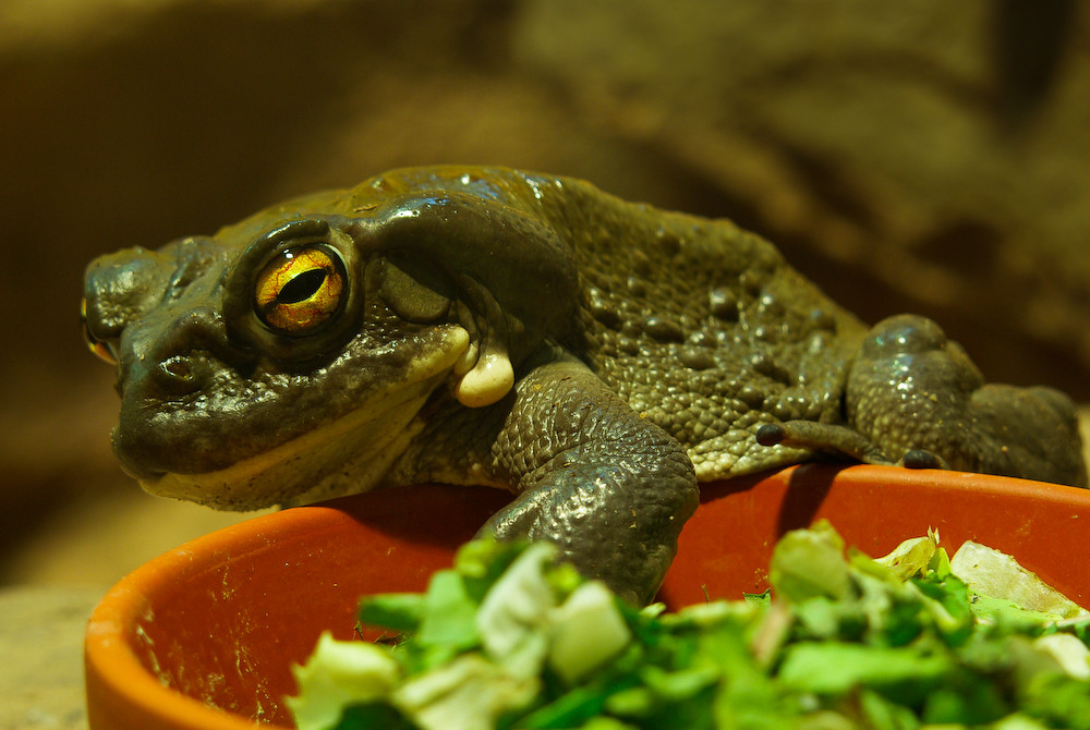 Kröte im Salat