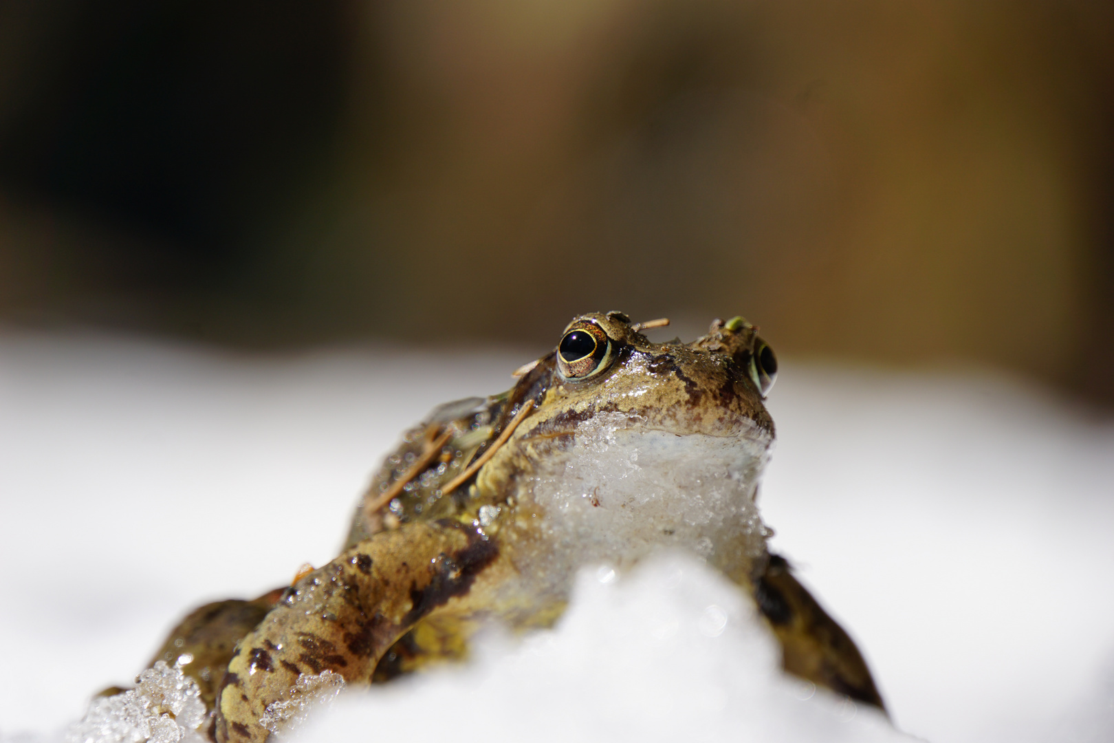 Kröte im Schnee Foto &amp; Bild | tiere, tierdetails, winter Bilder auf ...
