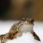 Kröte im Schnee