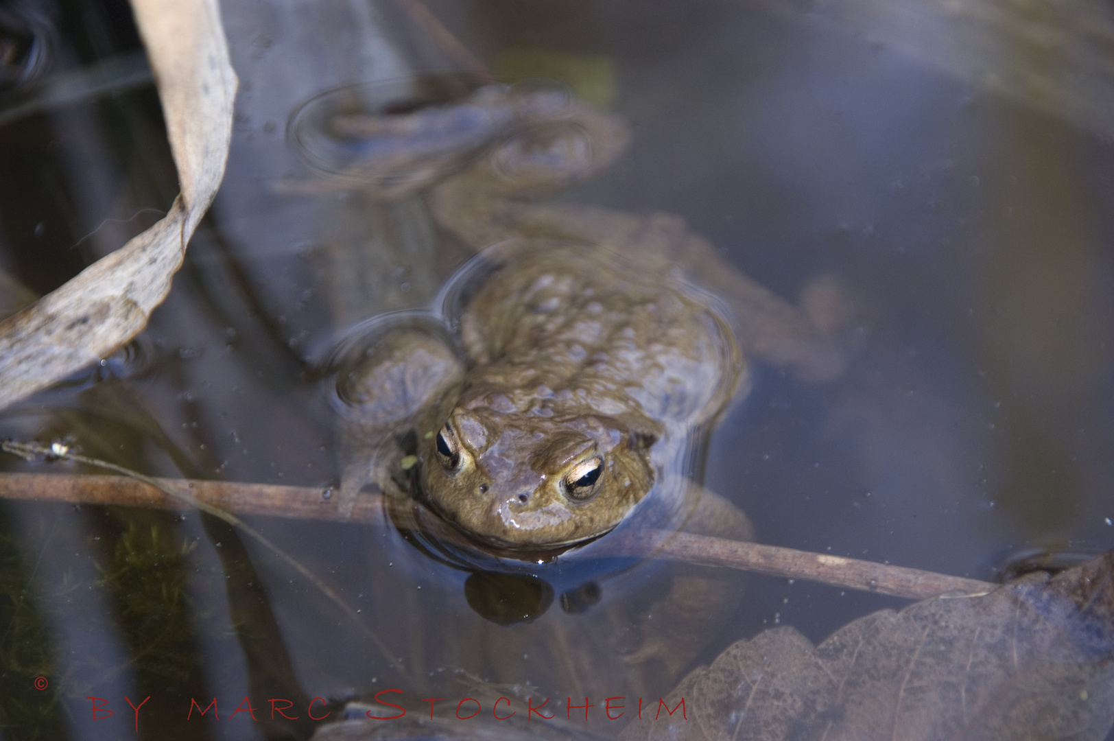 Kröte im Teich