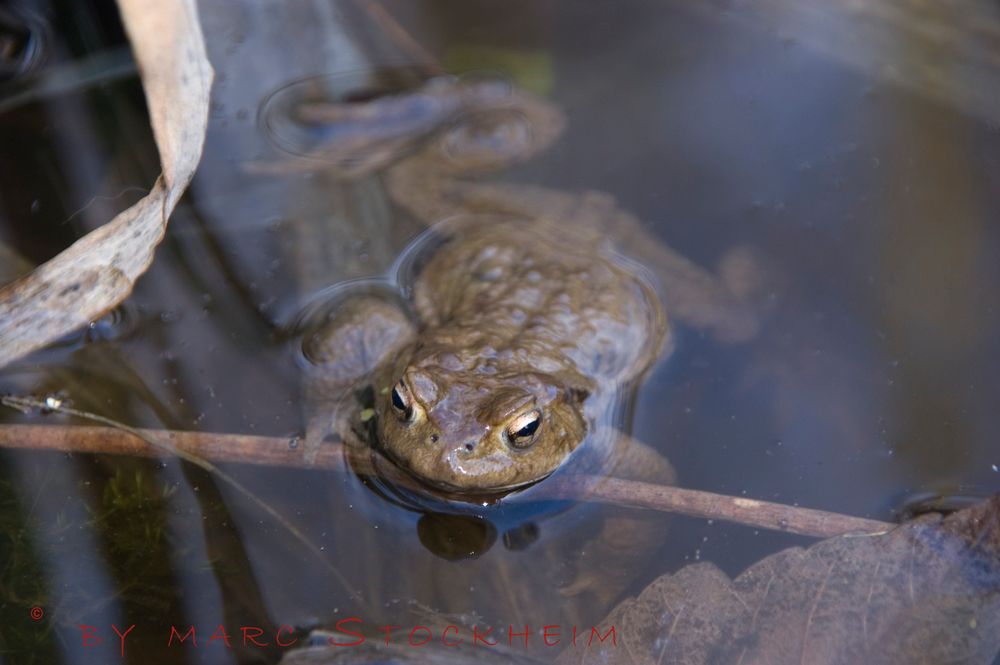 Kröte im Teich Foto &amp; Bild | tiere, wildlife, amphibien &amp; reptilien ...