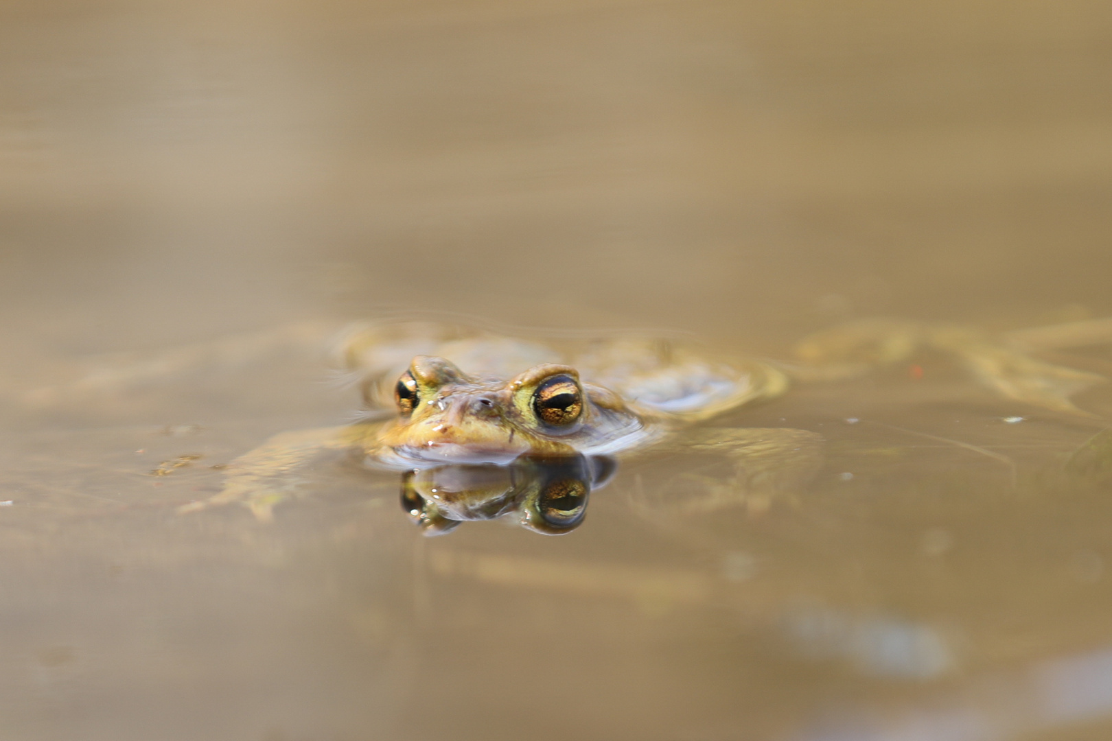 Kröte im Teich 