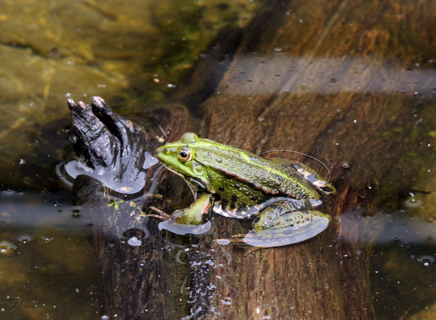 Kröte im Teich Foto &amp; Bild | natur, wasser, teich Bilder auf fotocommunity